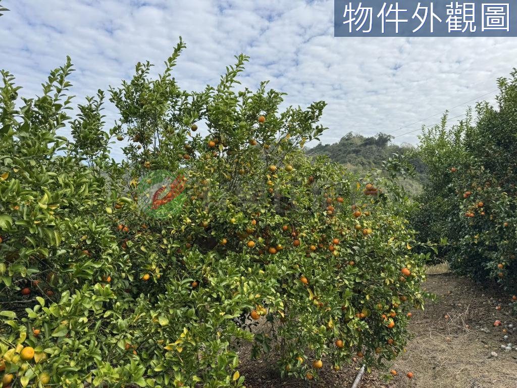 南投石龍宮旁1.3甲有水有電高投報果園
