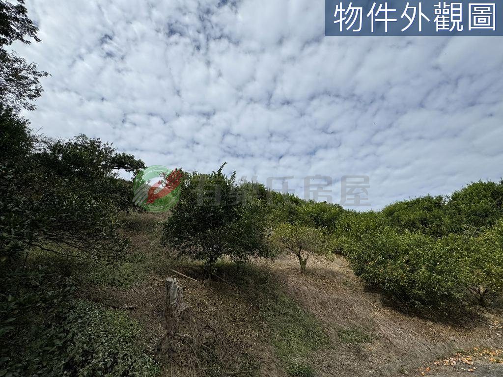 南投石龍宮旁1.3甲有水有電高投報果園（第 2 張，共 5 張）