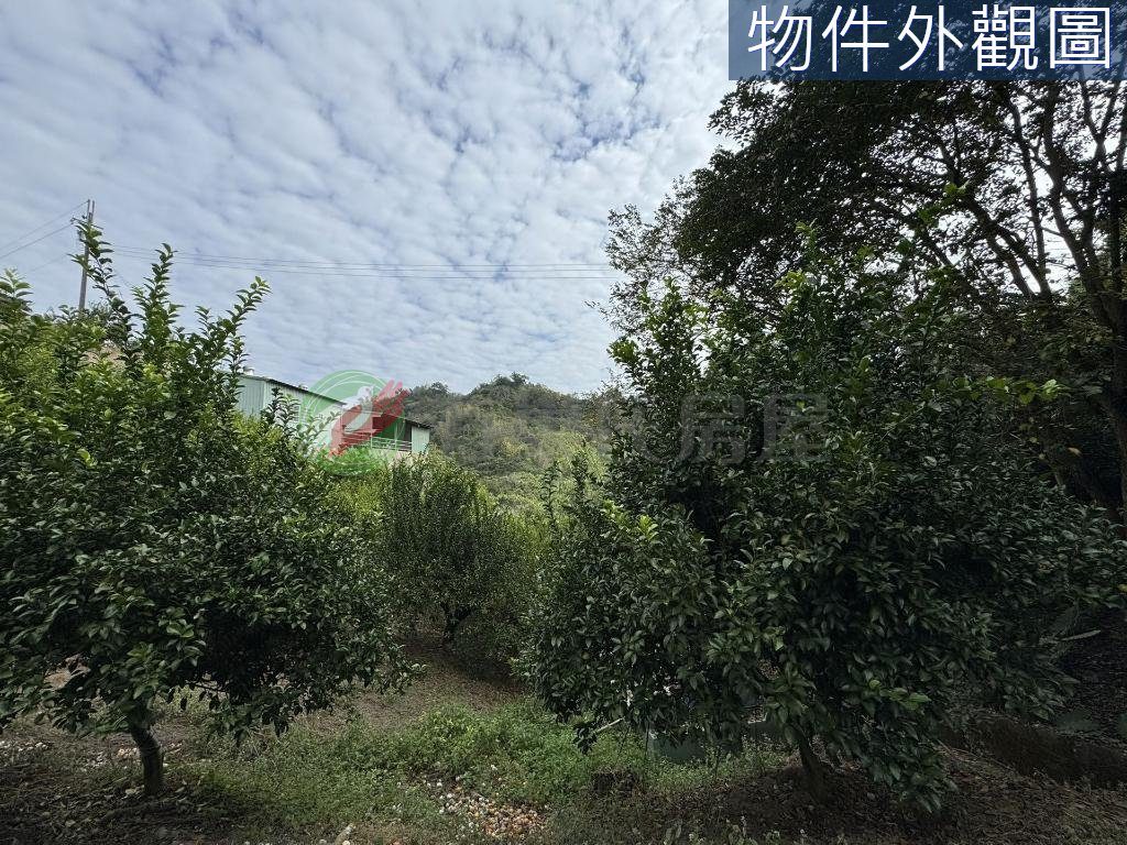南投石龍宮旁1.3甲有水有電高投報果園（第 4 張，共 5 張）