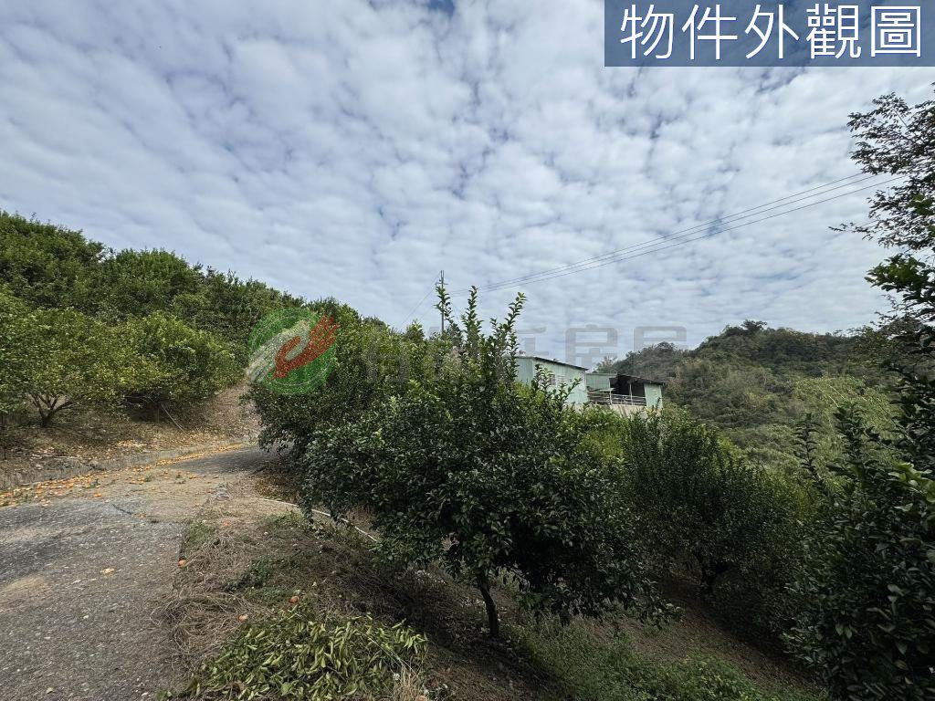 南投石龍宮旁1.3甲有水有電高投報果園（第 5 張，共 5 張）