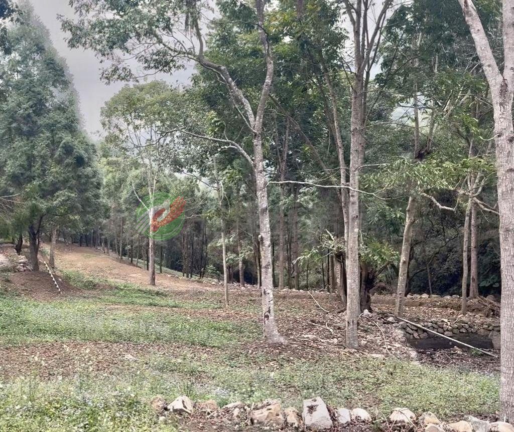 南投國姓便宜好入手有水有電農牧地 縮圖 2